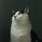 momocat